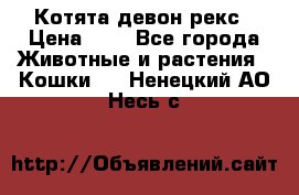 Котята девон рекс › Цена ­ 1 - Все города Животные и растения » Кошки   . Ненецкий АО,Несь с.